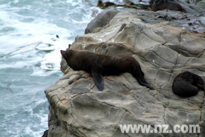 Fur Seals